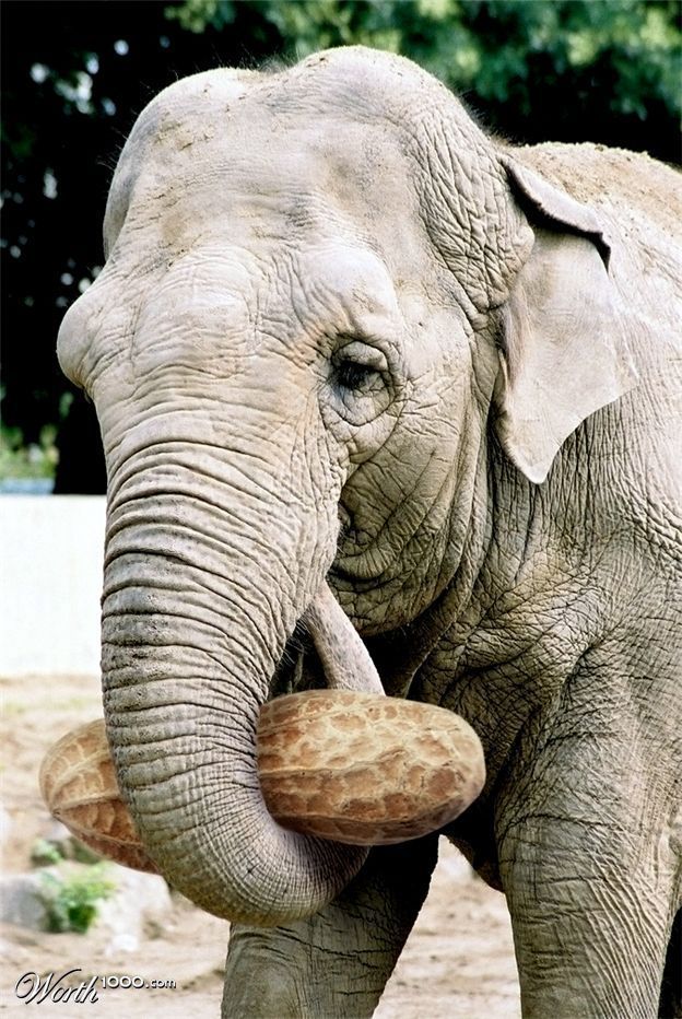 elephant nuts