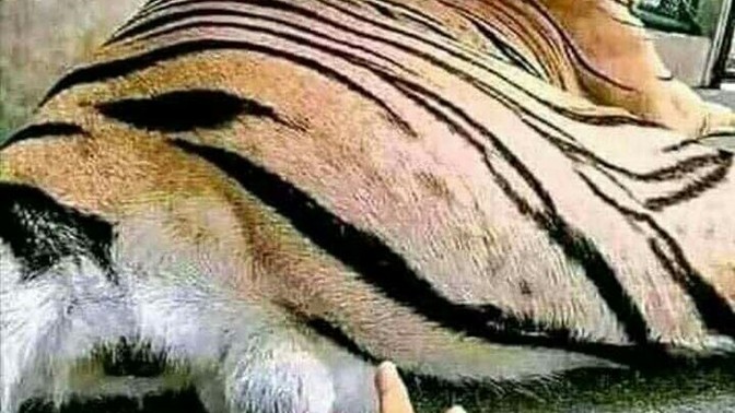 If you had play the "flick. a predator in the tattysack" game which animal would you choose?