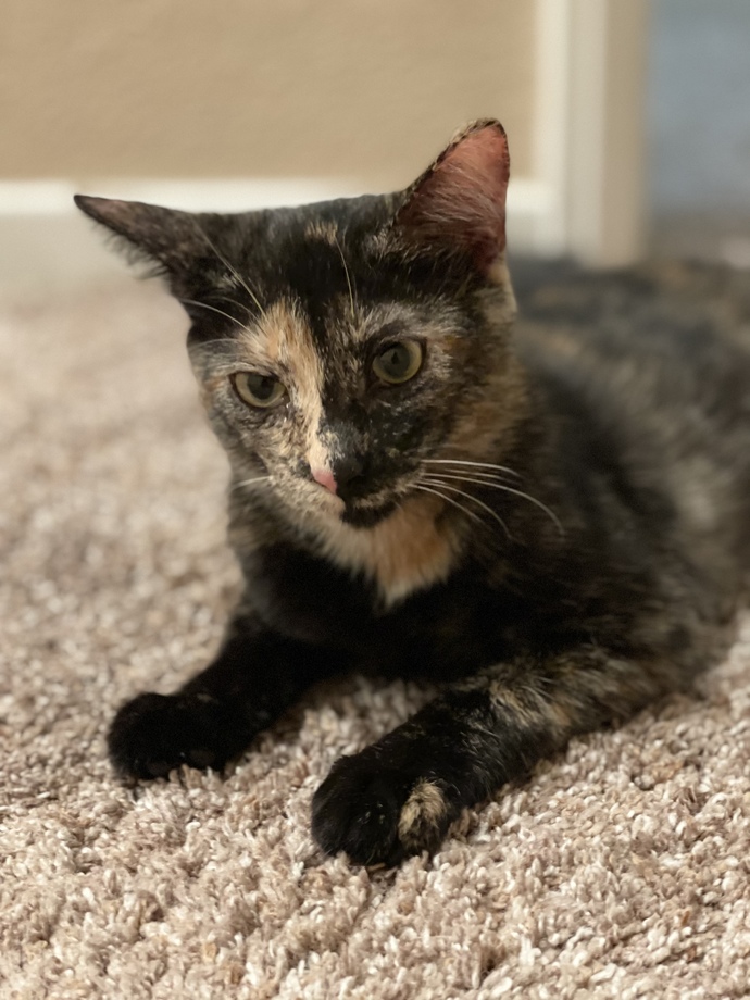 I just got a new cat (girl) and her older sister is named Winnie. Which name should I choose?