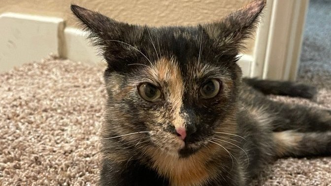 I just got a new cat (girl) and her older sister is named Winnie. Which name should I choose?
