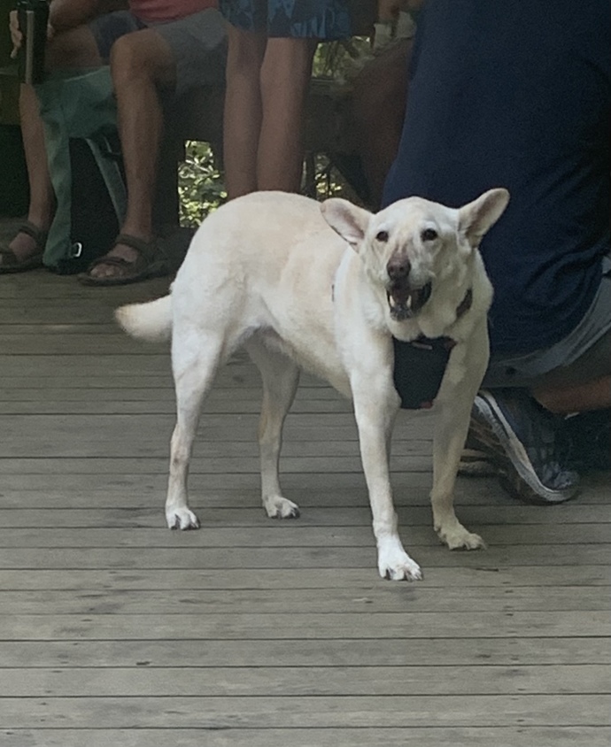 What dog breed is this?