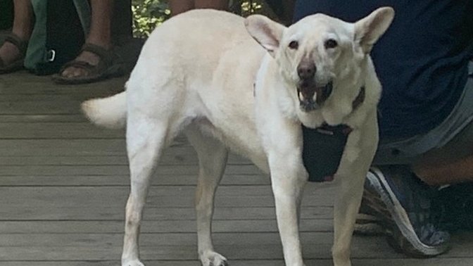 What dog breed is this?