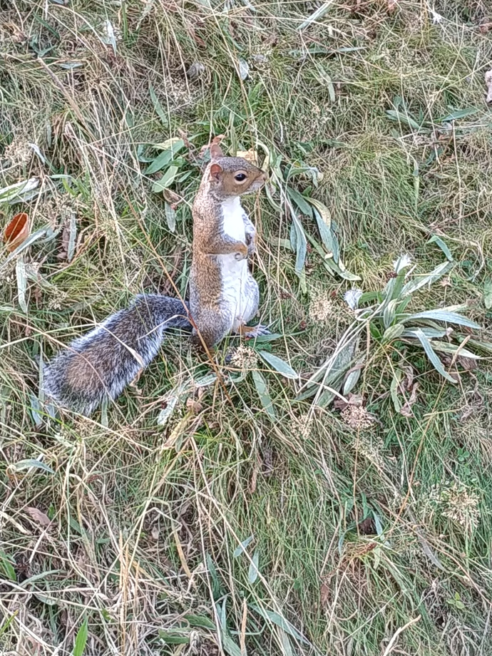I approached a squirrel and it didnt run away ☺️