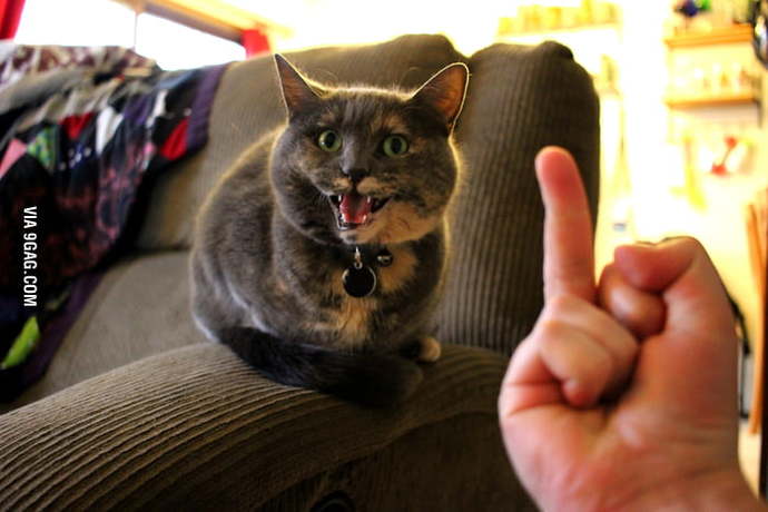 Not my cat