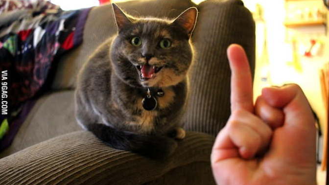 Is it animal abuse if I flip my cat off?