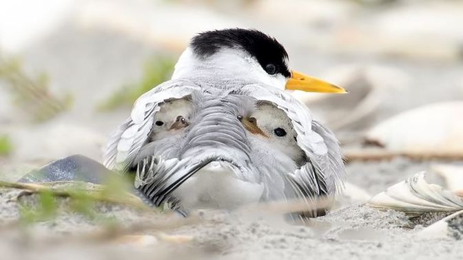 Why do you think birds originally evolved wings before they could fly?