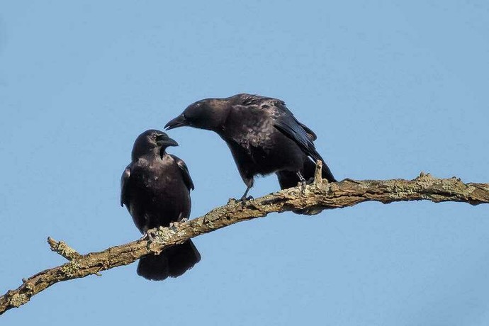 Is two crows attempted murder?