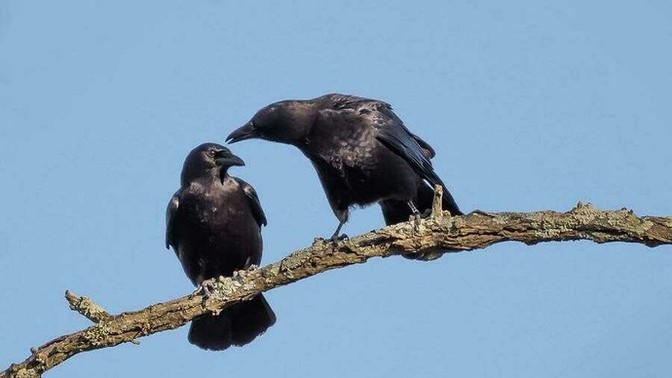 Is two crows attempted murder?