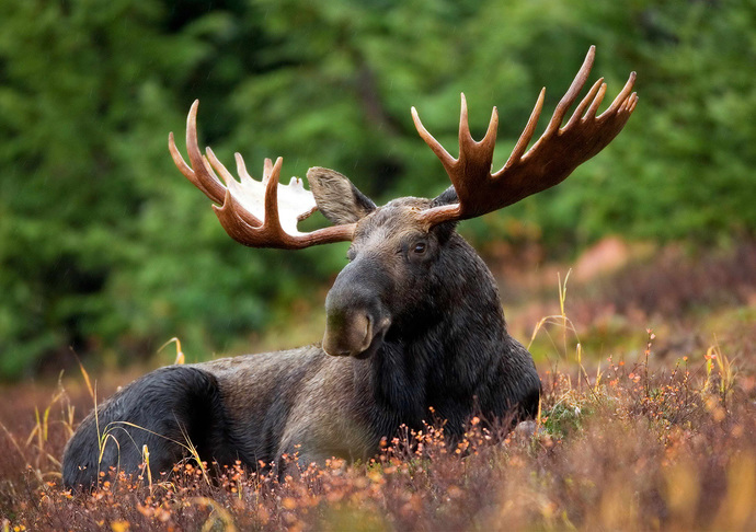 What's the closest you've been to a dangerous animal in the wild?