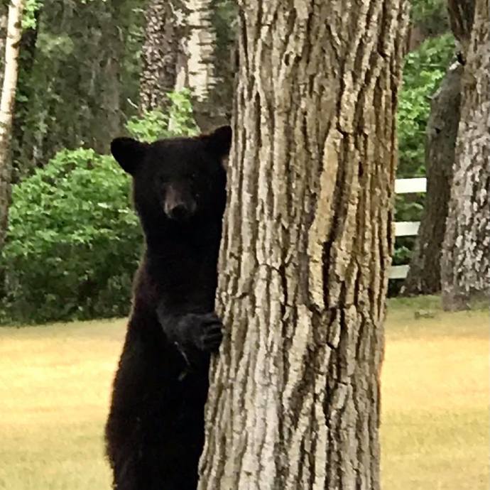 What's the closest you've been to a dangerous animal in the wild?