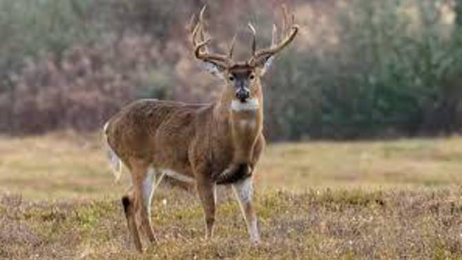 Who would like to see Deer raised like cattle and be able purchase Venison in your meat department?