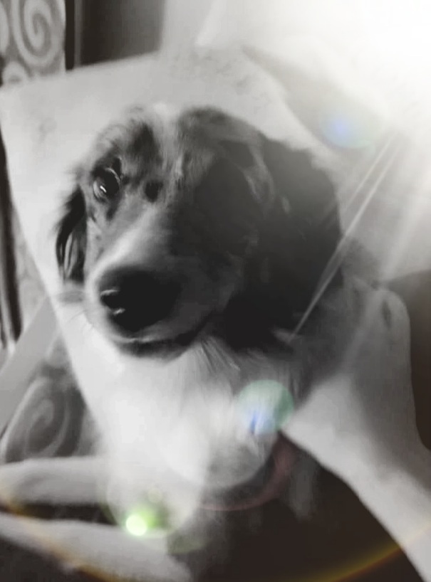 Is is better to have two female dogs or a male/female pair?