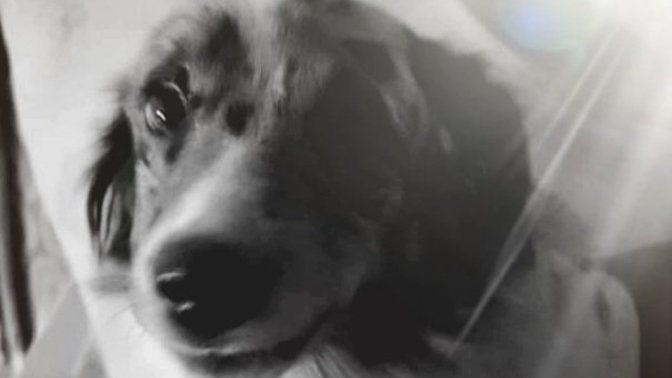 Is is better to have two female dogs or a male/female pair?