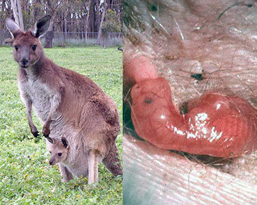 Cute mama and baby Kanga (left) Parasitic red jellybean (right)