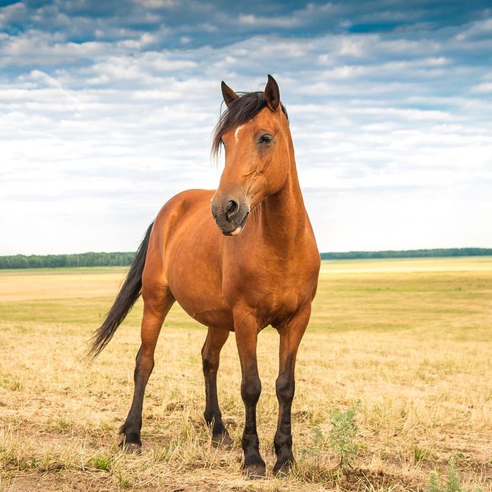 Horses