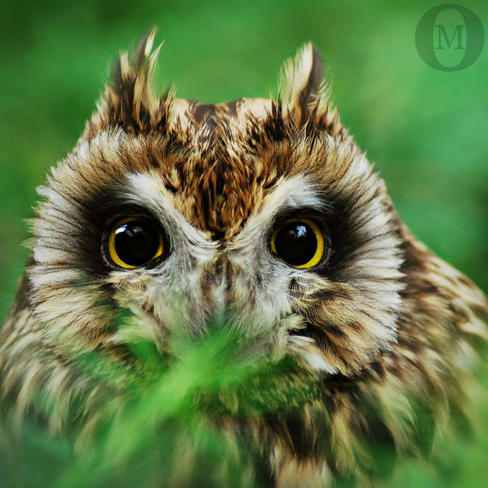 Are you a wise owl or a wiseacre?