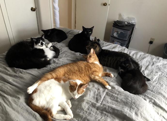 Would you be with someone who owns a pet that you're allergic to?