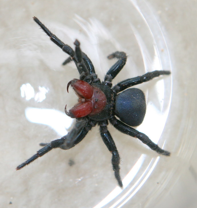 Is it weird that spiders don't bother me anymore?