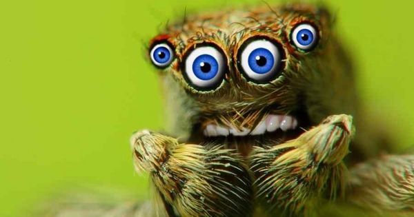 Is it weird that spiders don't bother me anymore?