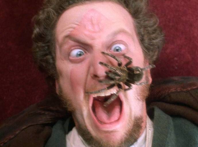 Is it weird that spiders don't bother me anymore?