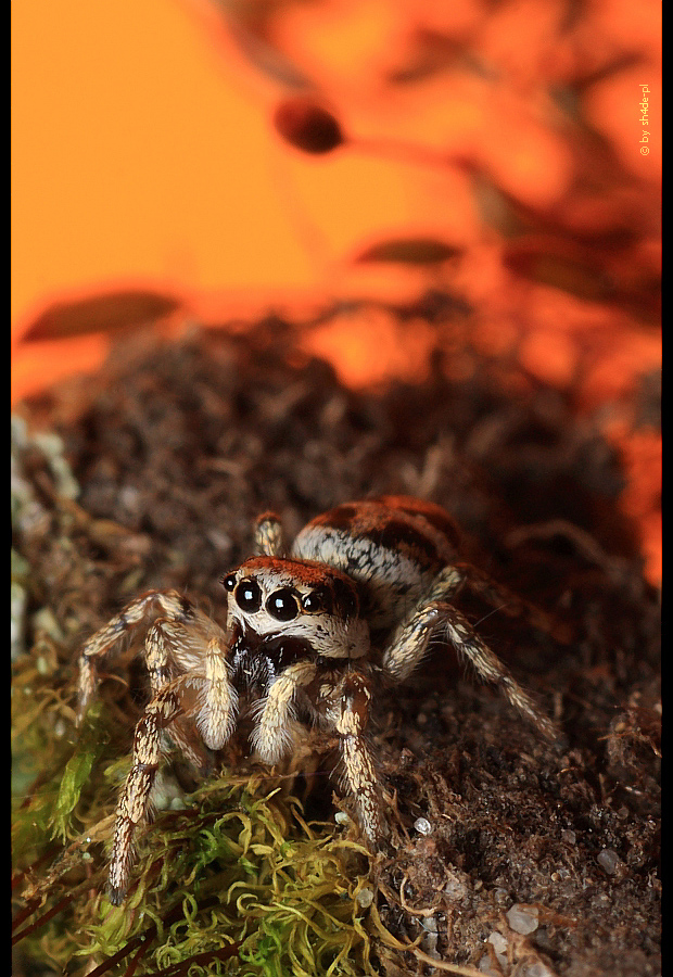 Is it weird that spiders don't bother me anymore?
