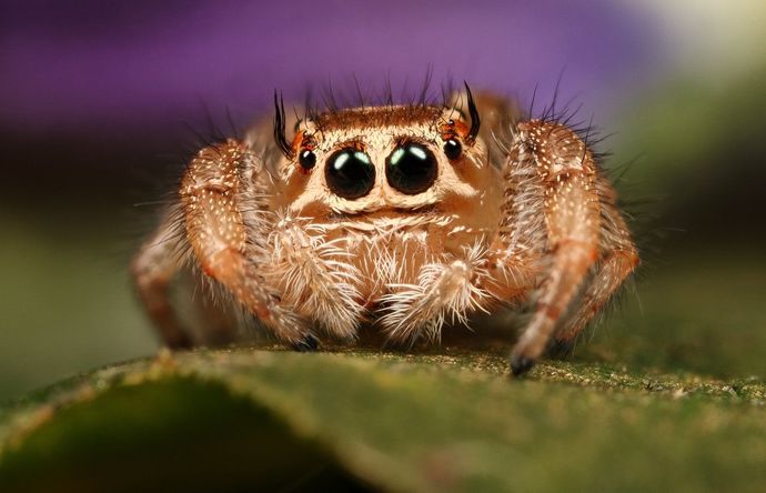 Is it weird that spiders don't bother me anymore?