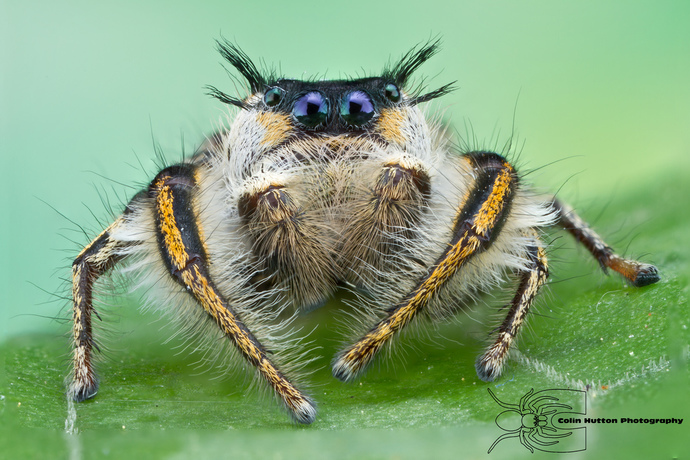 Is it weird that spiders don't bother me anymore?