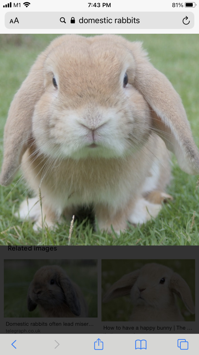 This rabbit is meant to be a pet