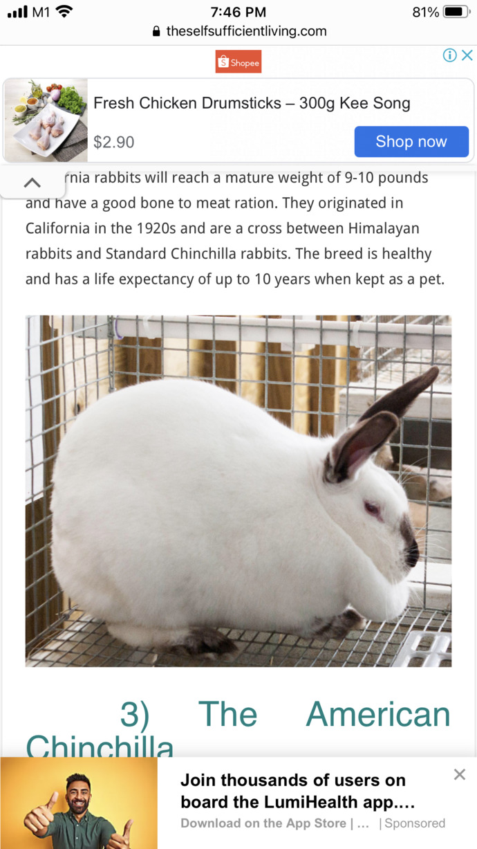 This rabbit is meant to be food for us