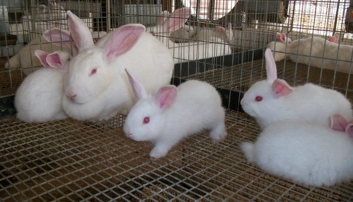 New Zealand Rabbits