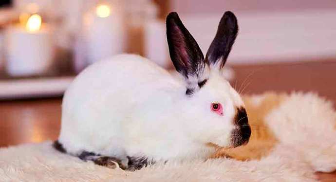 Californian Rabbit