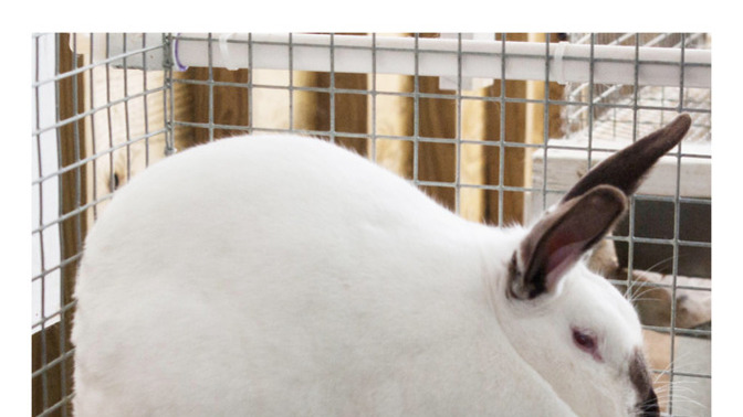 Do you eat rabbits even though you have a pet rabbit which is not meant to be eaten?