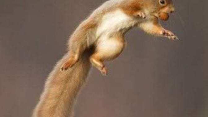 If a girl throws squirrels at me while shouting "I am the Acorn Queen!", does that mean she likes me?