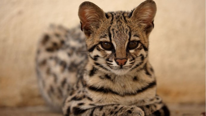 What exotic pet would you keep if you could?
