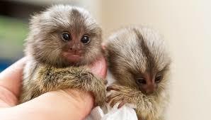 What exotic pet would you keep if you could?