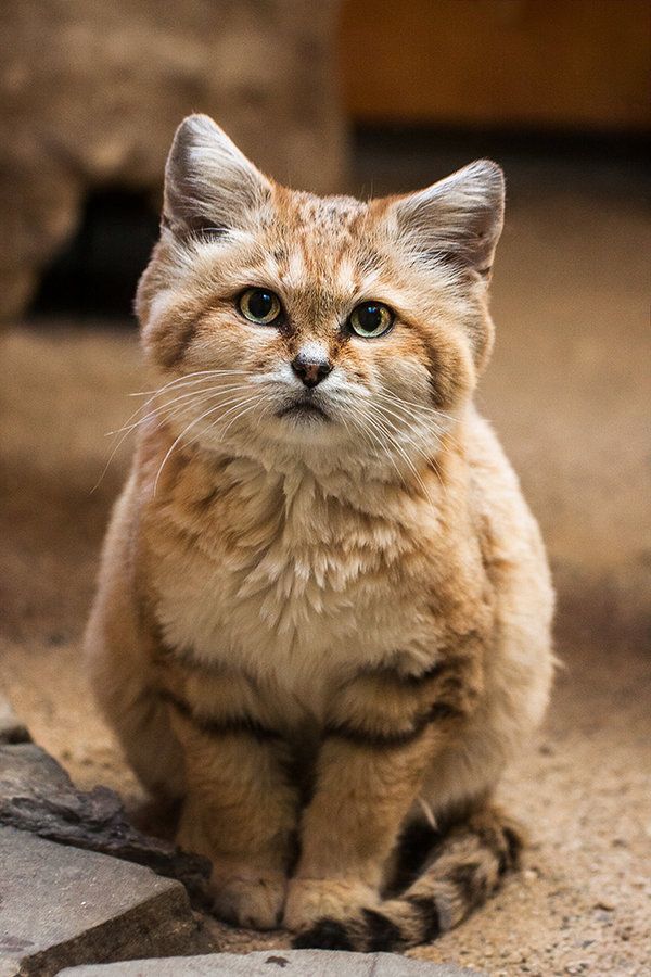 What exotic pet would you keep if you could?