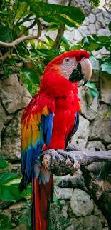 What exotic pet would you keep if you could?
