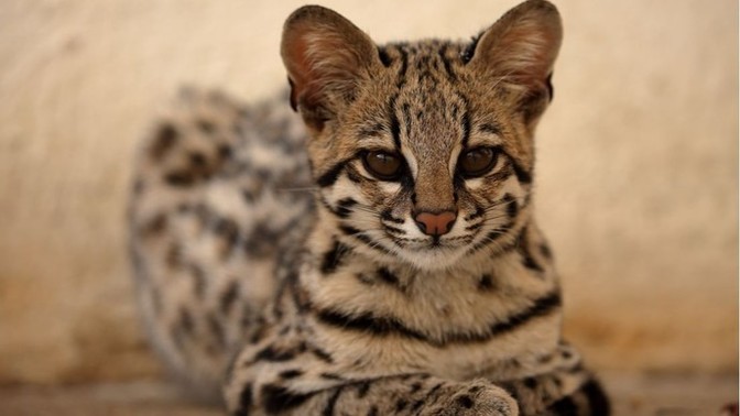 What exotic pet would you keep if you could?