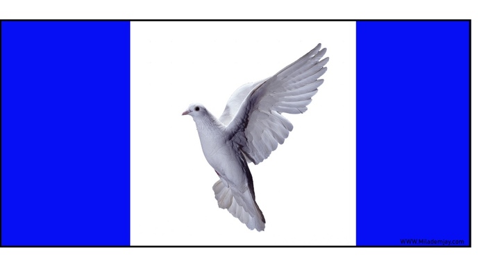 Have you ever displayed a flag to celebrate your sexual orientation?