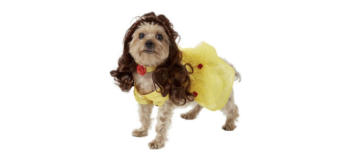 Which costume should I get my dog for Halloween ?