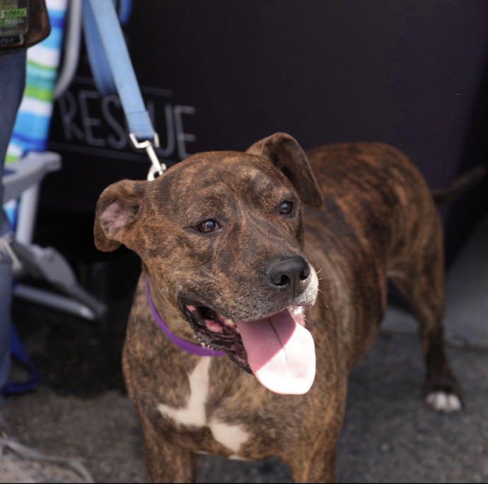 Please see original posting at link below if interested in adopting