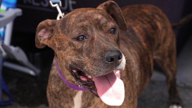 Anyone in LA want to save a cute Pitty from being sent back to a shelter and euthanized?