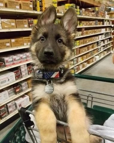 Why are German shepherds obsessed with rocks?