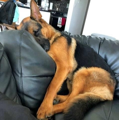 Why are German shepherds obsessed with rocks?