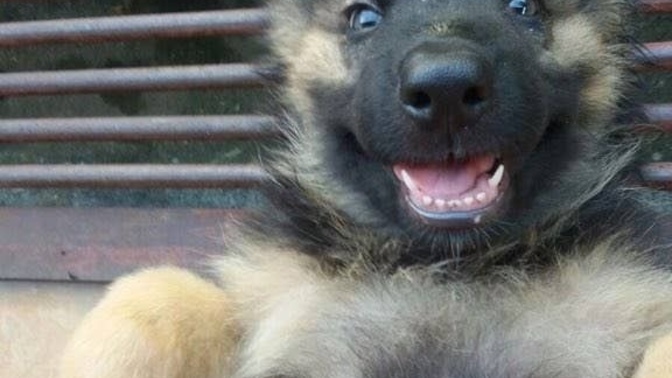 Why are German shepherds obsessed with rocks?