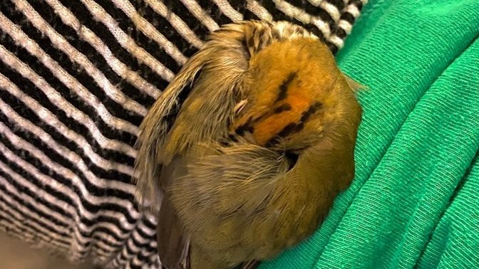 How to deal with a bird’s death?