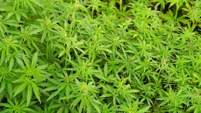 Have you ever smoked marijuana?