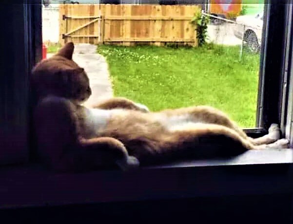What would you do if you turn into a cat overnight?