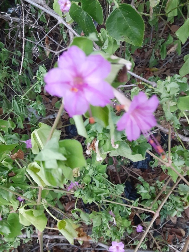 What do you usually order when you go our for a nice/fancy meal?