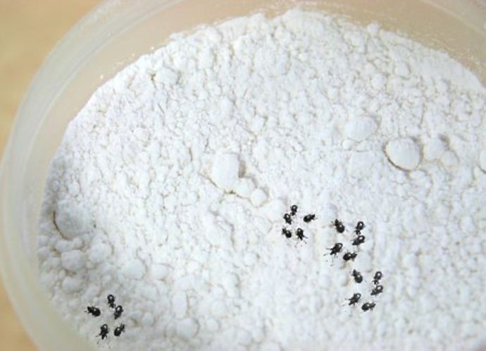Have you ever gotten sick from eating raw flour?